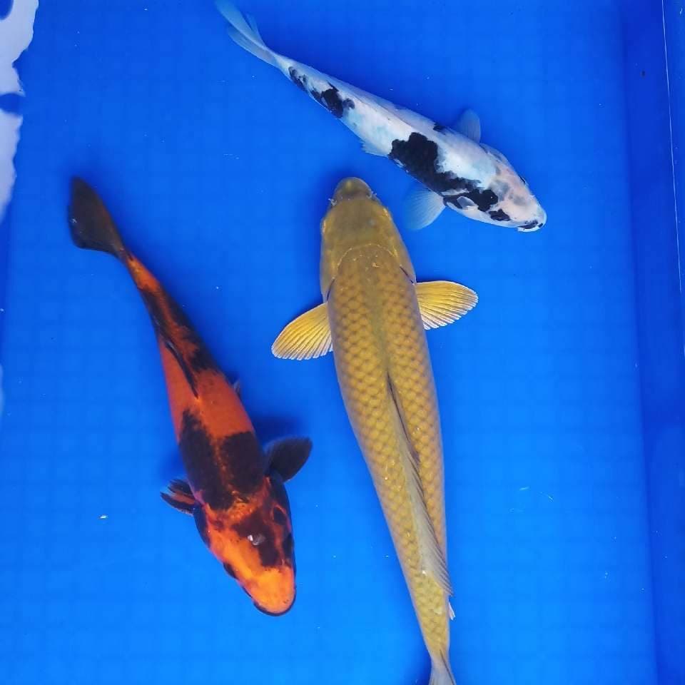 Mix koi