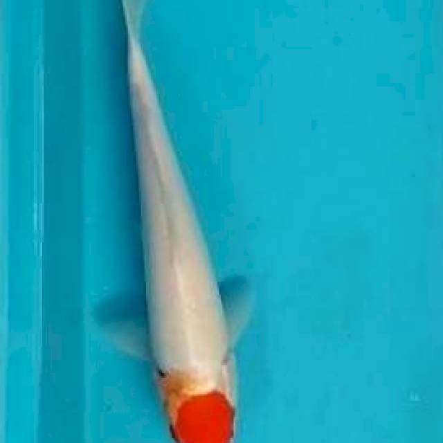 Tanco kohaku