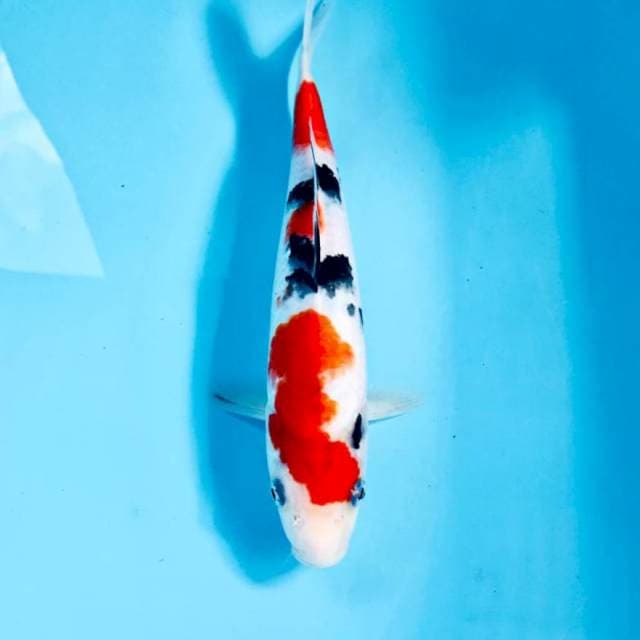 Sanke, 26 cm
