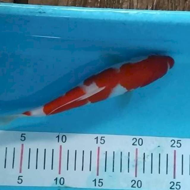 Kohaku strong