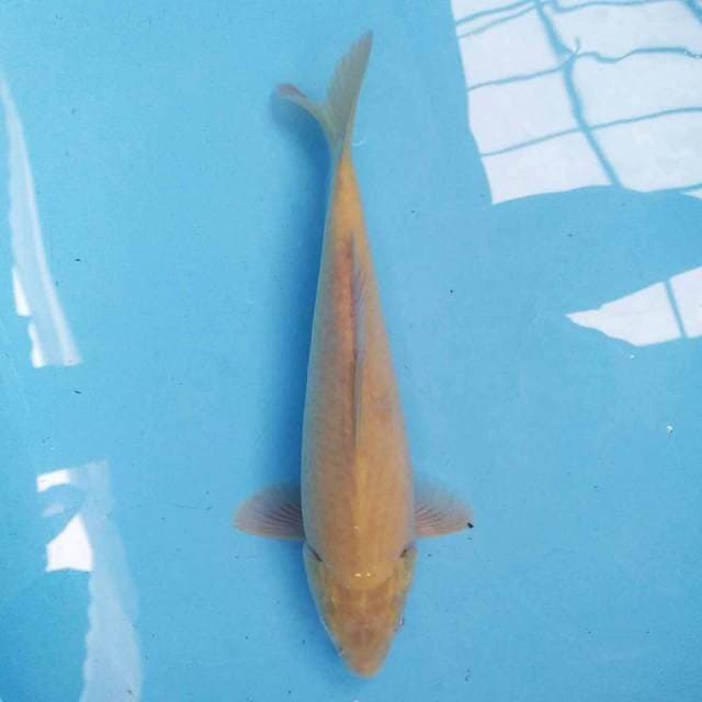 Karashi 26 cm