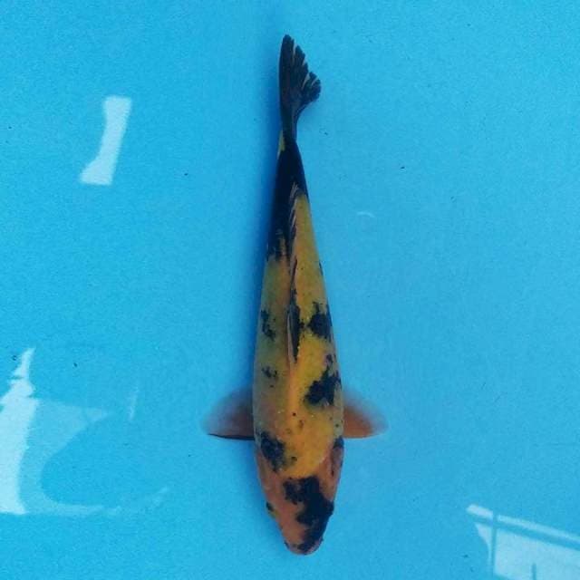 Utsuri 24 cm