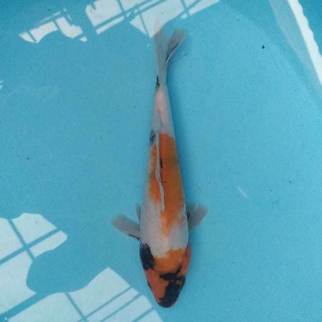 Kindai Showa 22 cm