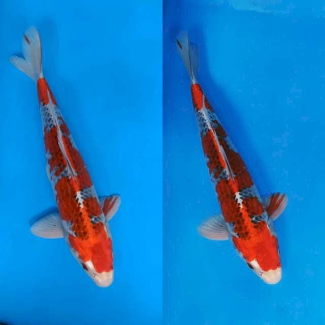 38cm Goshiki Inazuma Jantan strong