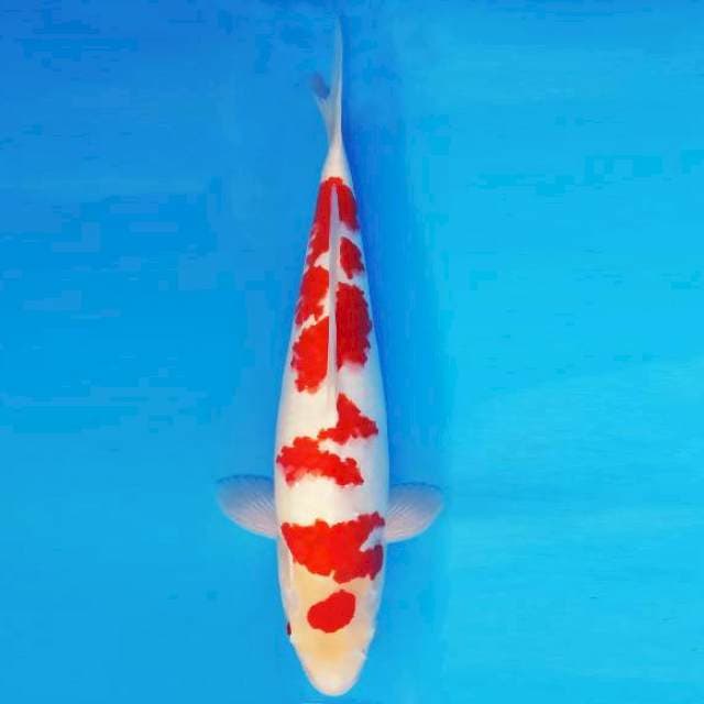 SUN TZU 1 ~ KOHAKU ™