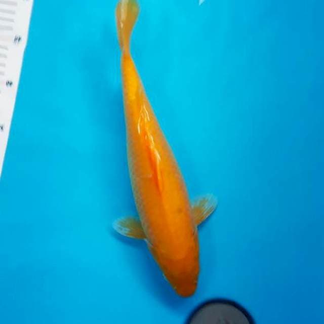 Karashi 34 cm mm