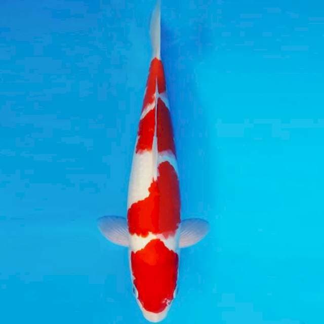 SUN TZU 8 ~ KOHAKU ™