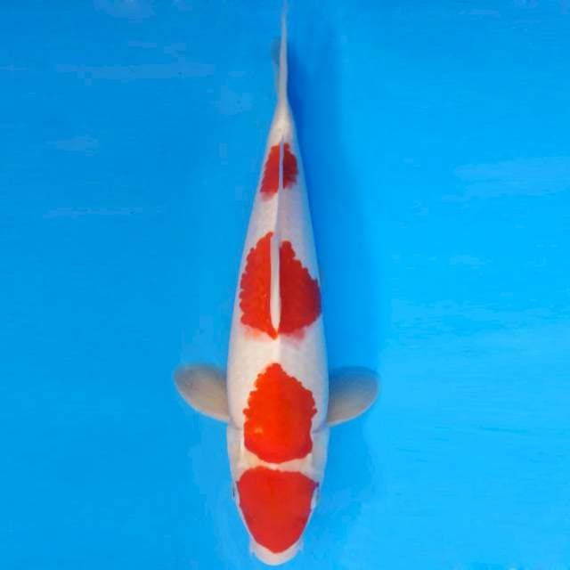 SUN TZU 11 ~ KOHAKU ™