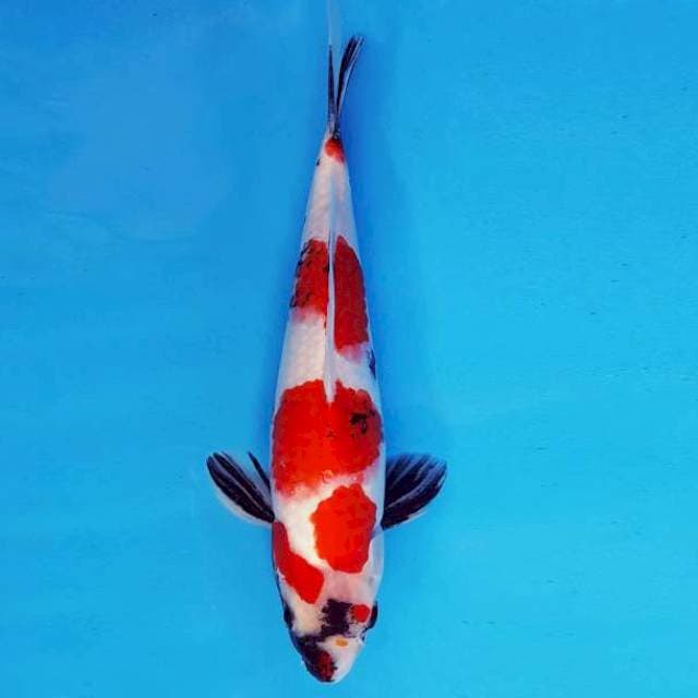 SUN TZU 17 ~ SHOWA EVOLUTION ™