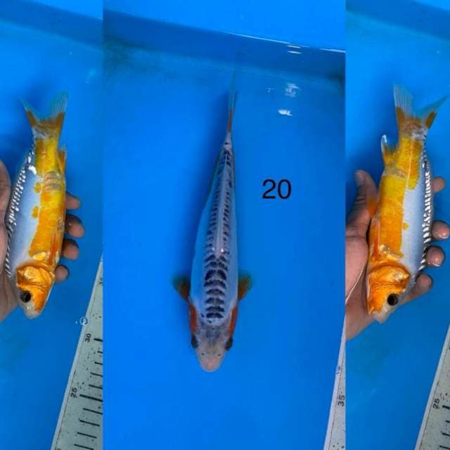 04 shusui ,20cm