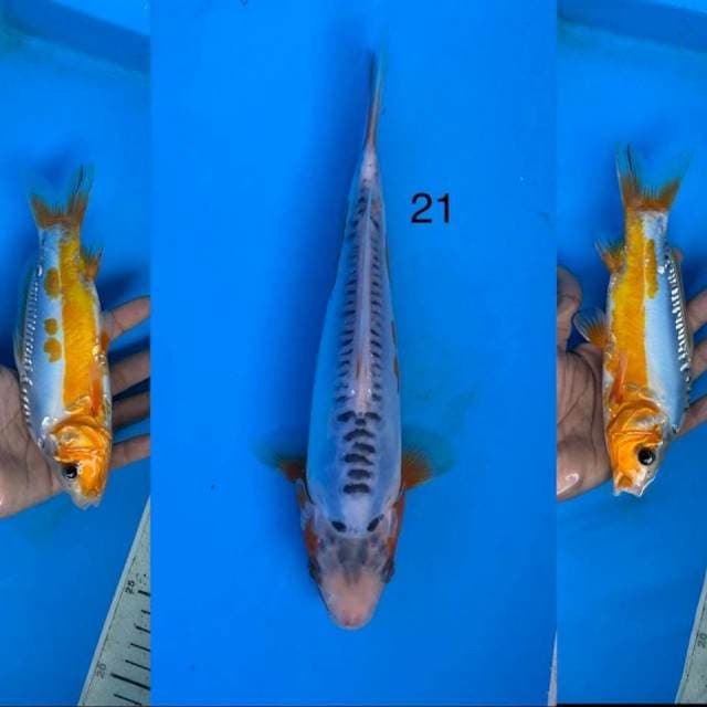 06 shusui ,21cm