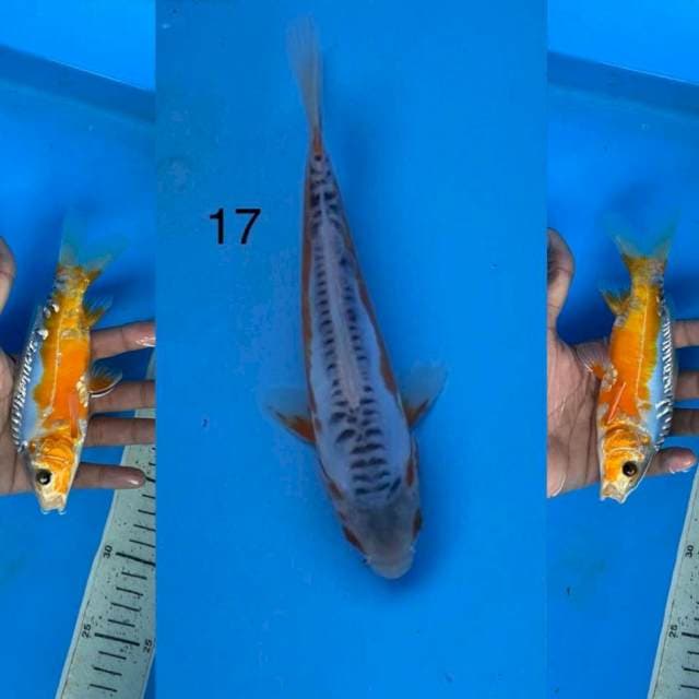 07 shusui ,17cm
