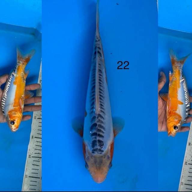 08 shusui ,22cm