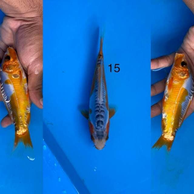 10 shusui ,15cm