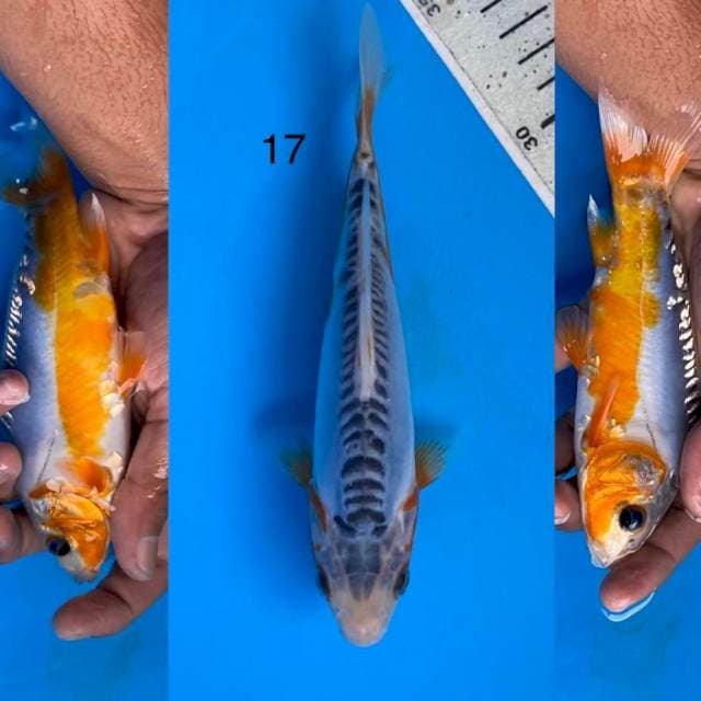 11 shusui ,17cm