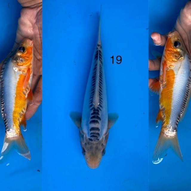 12 shusui ,19cm