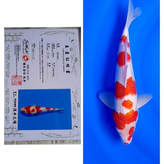 Kohaku Import Hq Sakai