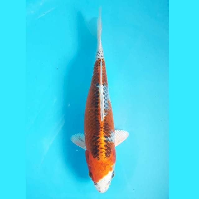 Kujaku 27cm