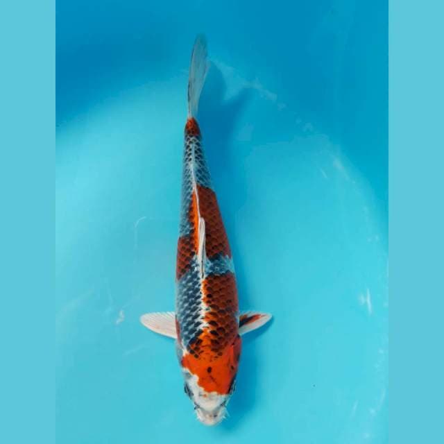 Kujaku Male HQ 35cm