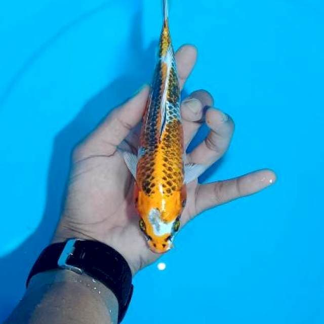 Carik 1~ Kujaku 19cm