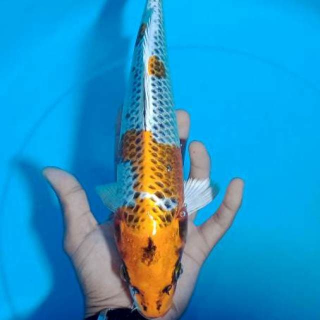 Carik 5~ Kujaku 33cm