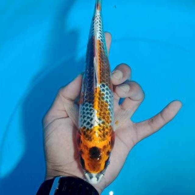 Carik 9~ Kujaku 23cm