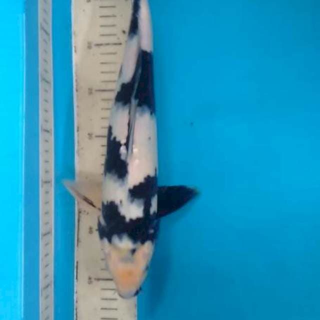 INO 3 37 cm