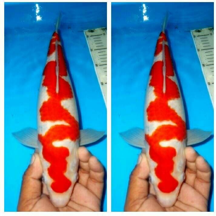 Inazuma kohaku naga petir koleksi pengusaha aukses