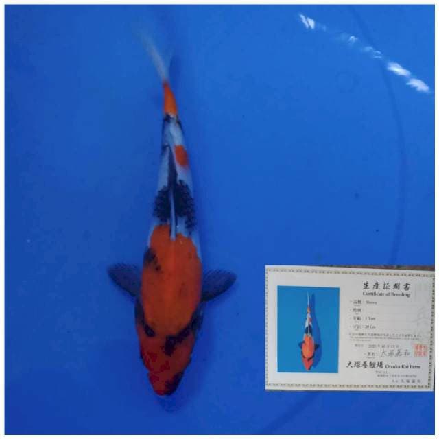 Otsuka Showa 22cm