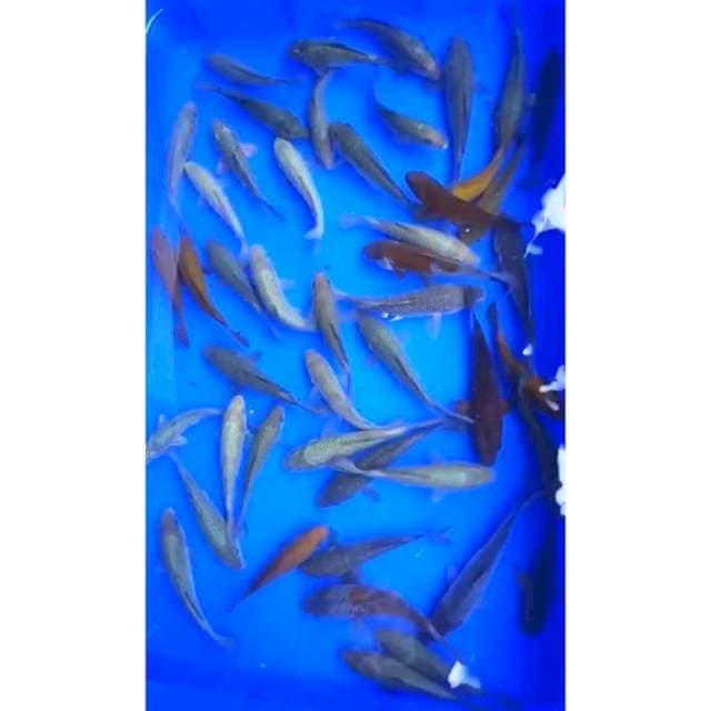 CHAGOI, SORAGOI, OCHIBA 13 - 15 Cm, 25 Ekor