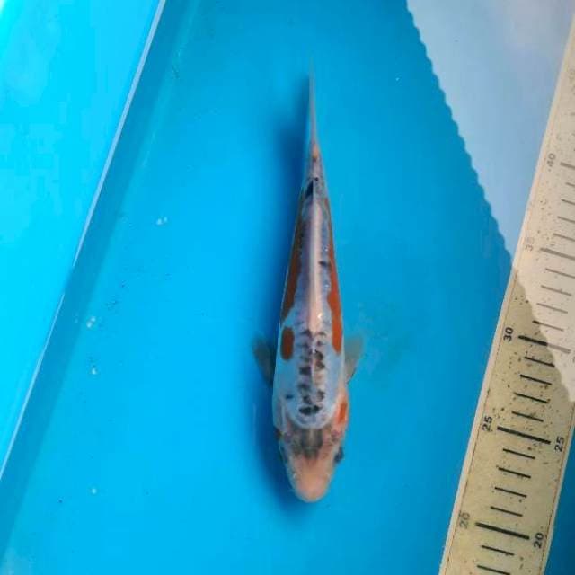 Shsusui 22cm