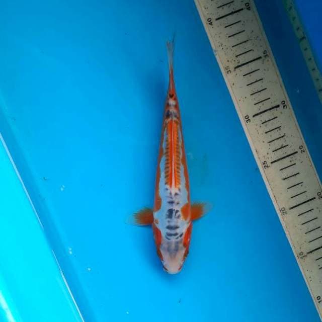 Shusui 23cm