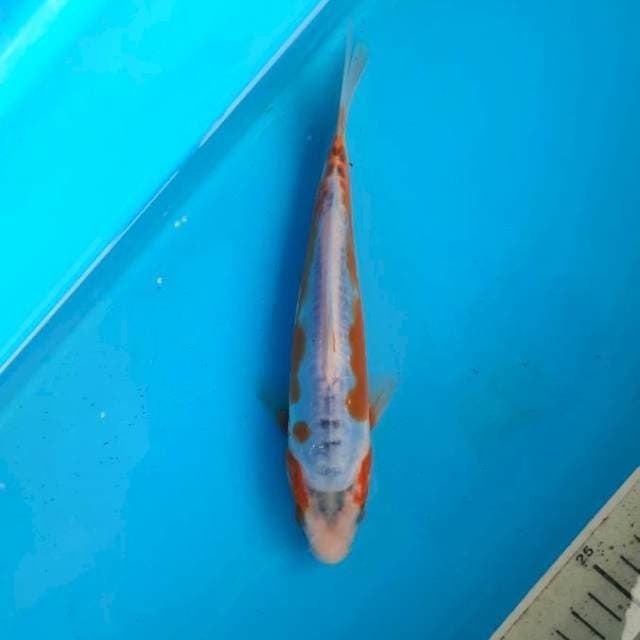Shusui 23cm