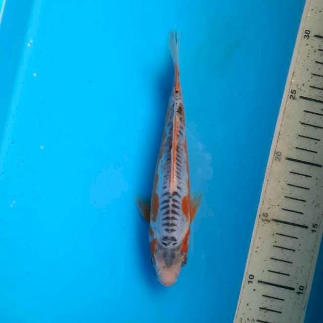 Shusui 19cm