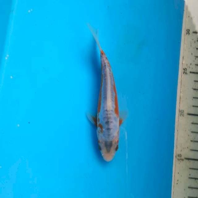 Shusui 15cm