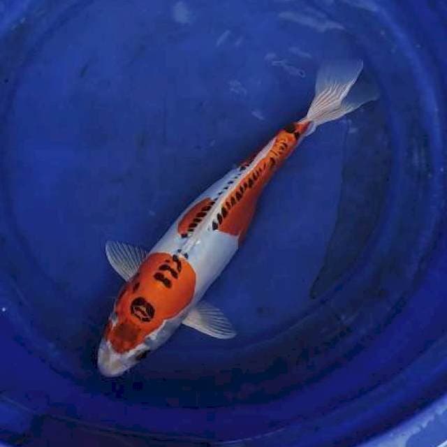 Kiko