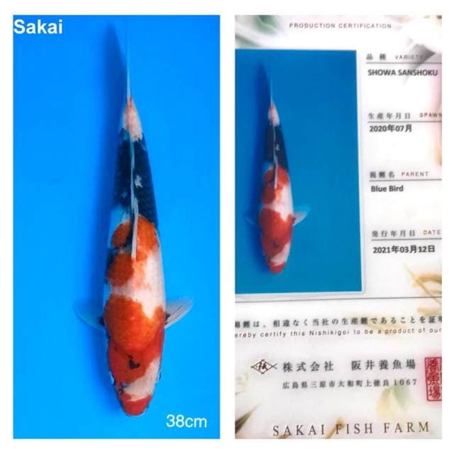 Showa 38cm Impor Sakai Fish Farm