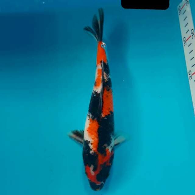 Showa 25 cm