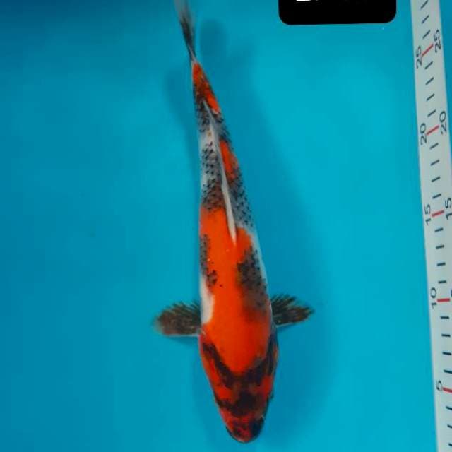 Showa 27 cm