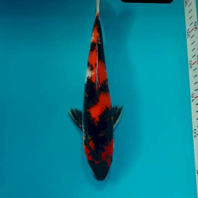 Showa 28 cm