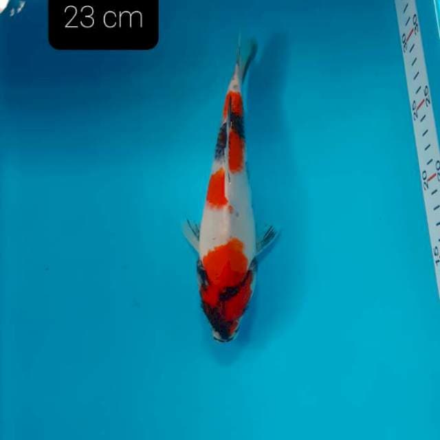 Showa 23 cm