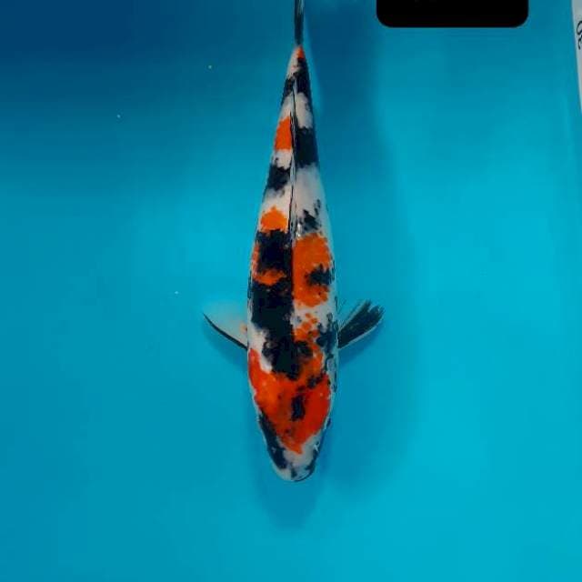 Showa 25 cm
