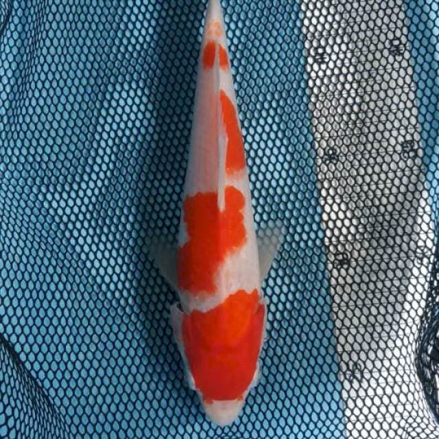 Kohaku male 24cm
