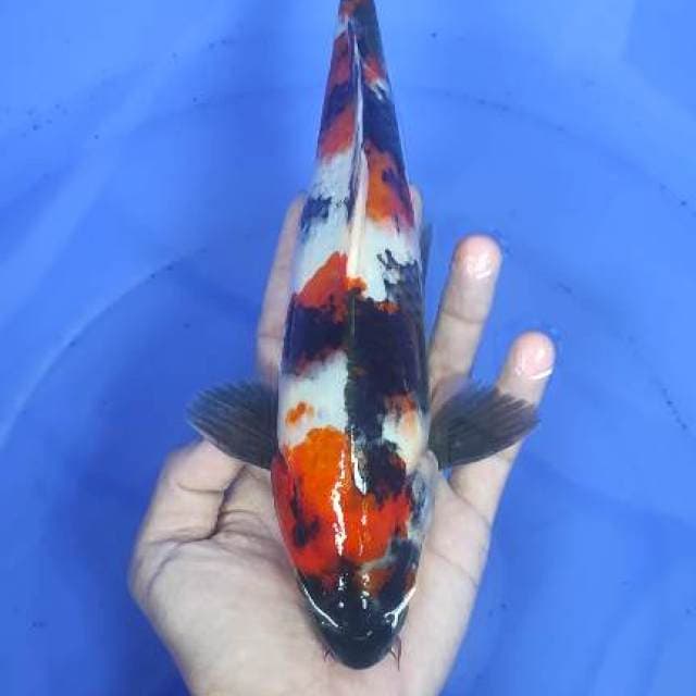 Showa 30cm