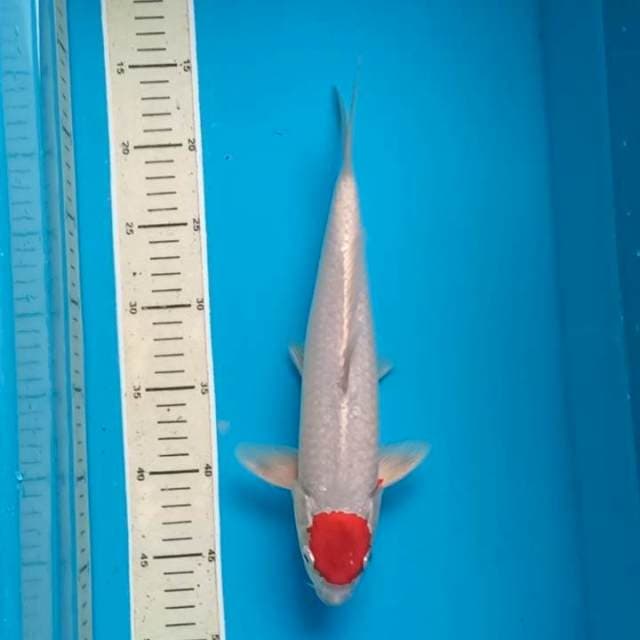 Tancho Kohaku Hikari