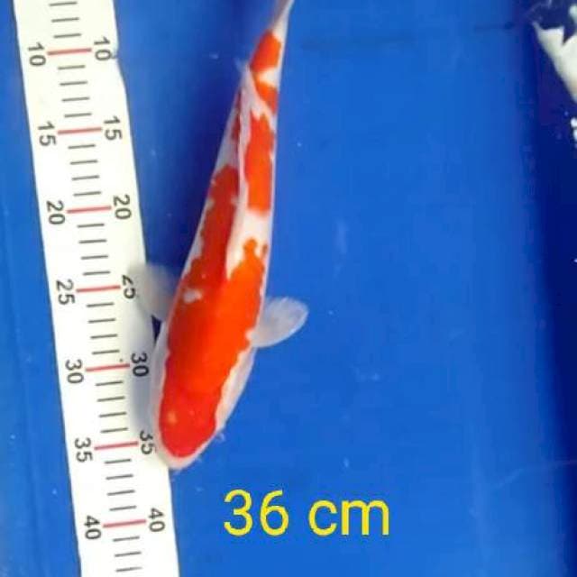 Kohaku merah strong