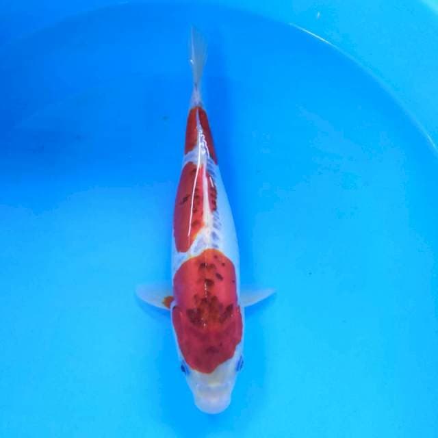 Kojaku doid 30cm