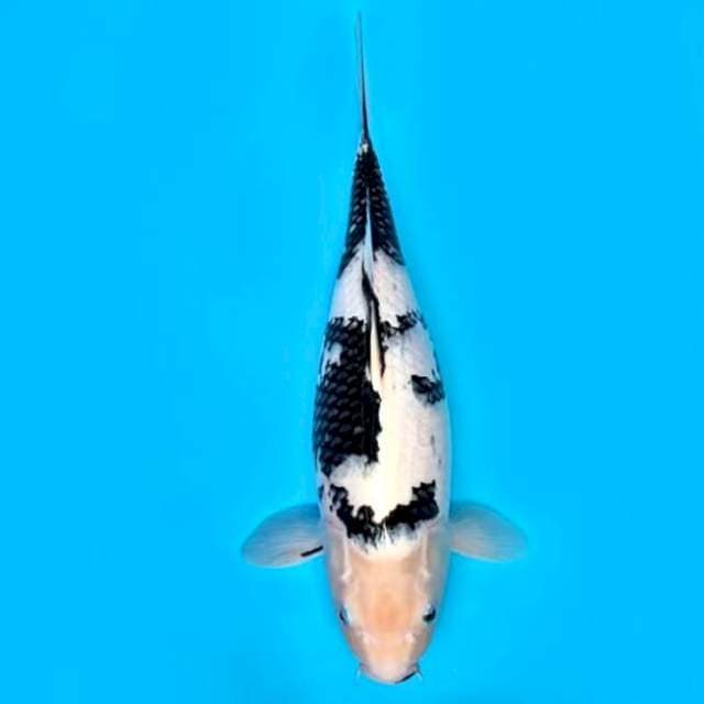 SABANA ~ BIG SIZE SHIRO WHITE SHINE