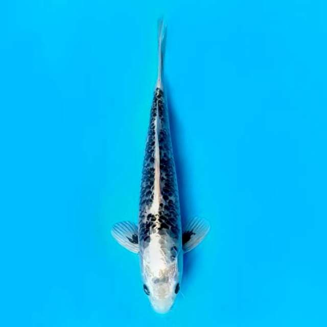 SABANA~MATSUKAWABAKE