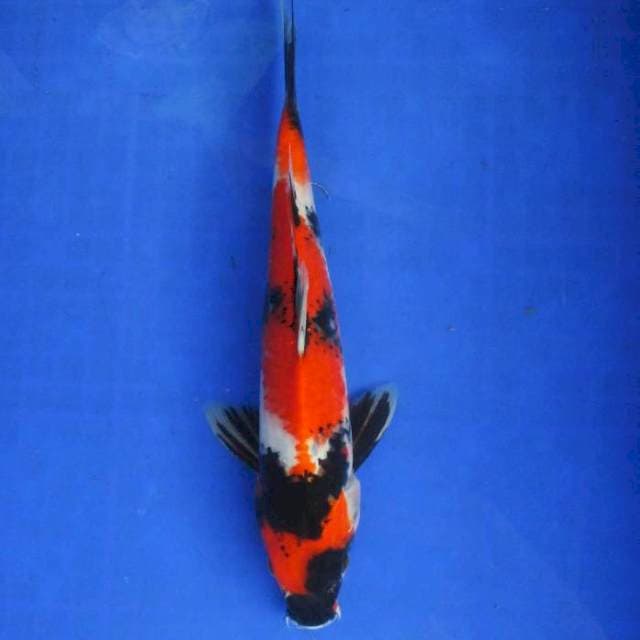 Showa sansoku ±35bu